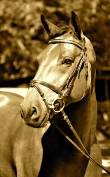 bild_accomo_sepia