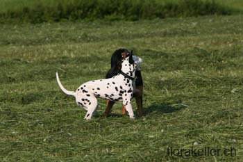 IMG_0311